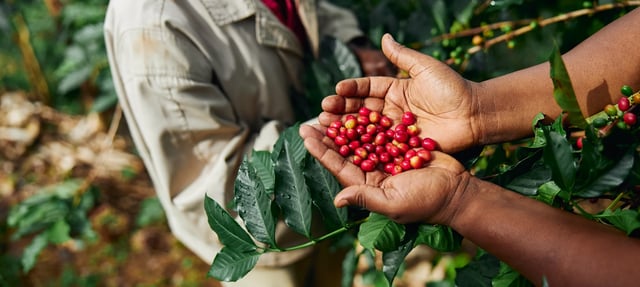 coffee beans banner